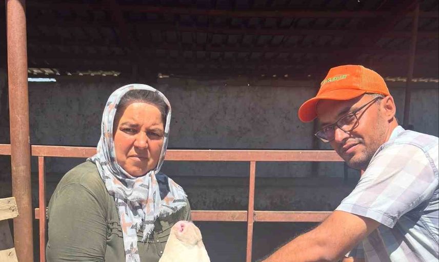 Bor'da çiftçilere destek: büyükbaşlara şap ve brusella aşısı kampanyası