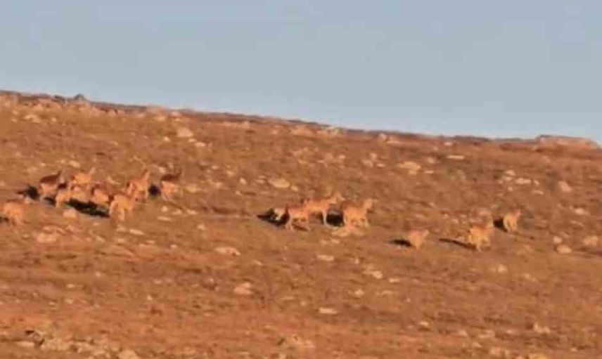 Doğada mola veren cerrahın objektifinde çengel boynuzlu dağ keçileri