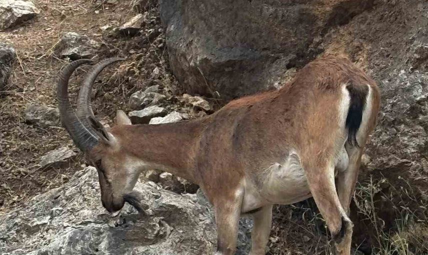 Keban'da dağ keçileri yerleşimlere yaklaştı