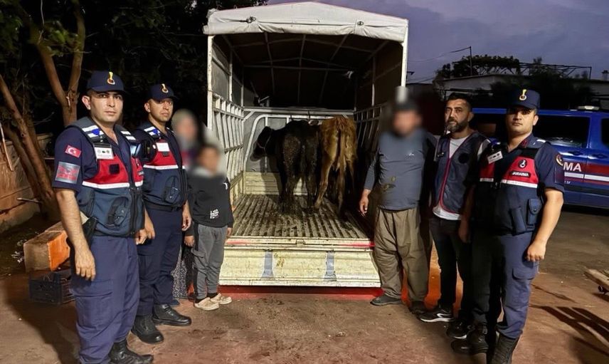 Jandarma iz takibiyle 13 çalınan hayvanı belirledi, üçü sahibine teslim edildi