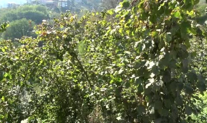 Trabzon'da samuray arısı seferberliği etkisini gösterdi: kokarca popülasyonu azalıyor