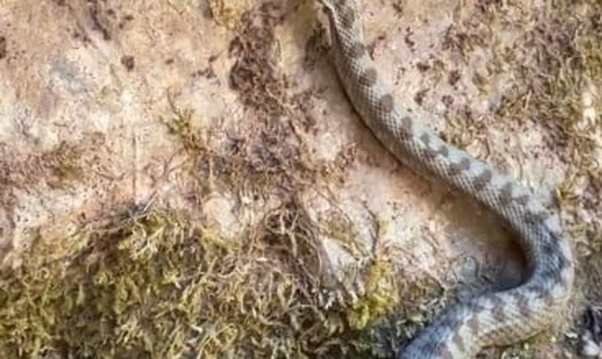 Küre Dağları'nda koruma altındaki boynuzlu engerek kamerada