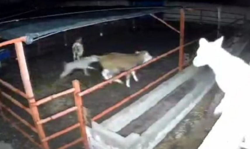 Mandıraya giren kurt sürüsü iki hayvanın telef olmasına yol açtı