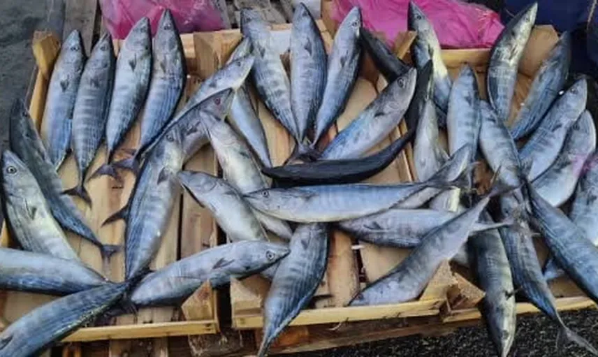 Tekirdağ’da palamut bolluğu mutfaklara yansıdı: tanesi 75 liraya kadar düştü
