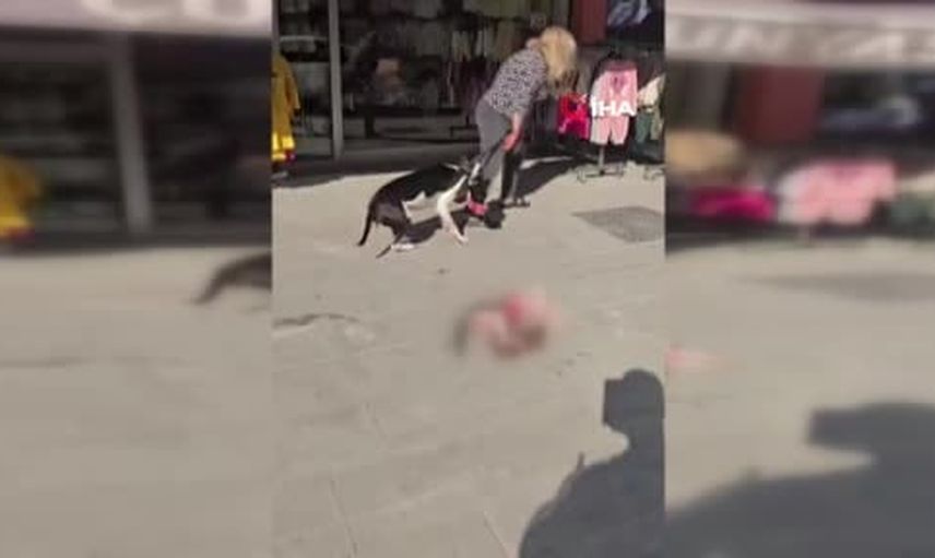 Esenyurt'ta ağızlıksız pitbullün kediye saldırısı: sahibine 95 bin TL ceza