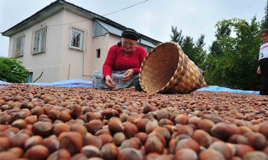 Düzce’den AB pazarına ilk yarıda 7 bin 192,5 ton iç fındık sevk edildi