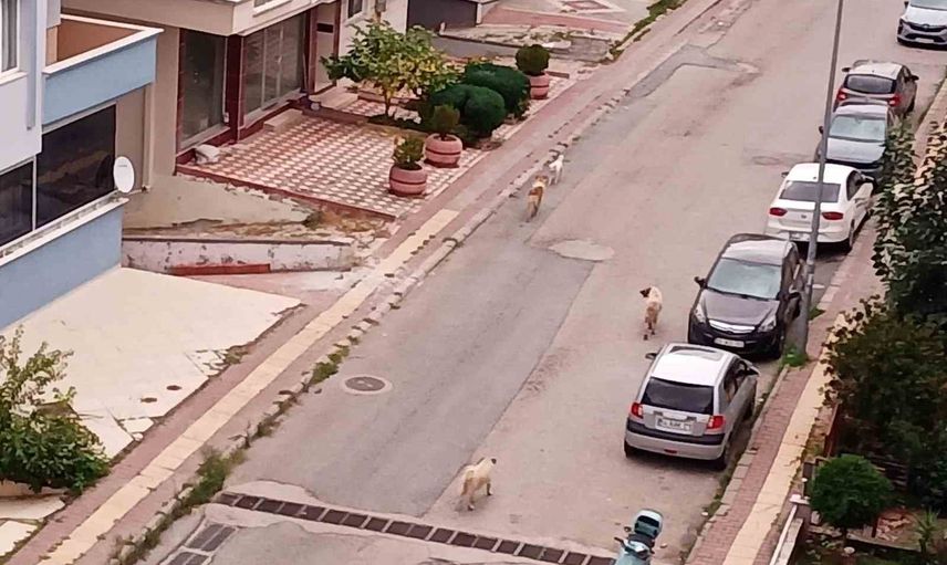 Atakum'da sürü halinde dolaşan büyük köpekler mahallede tedirginlik yaratıyor