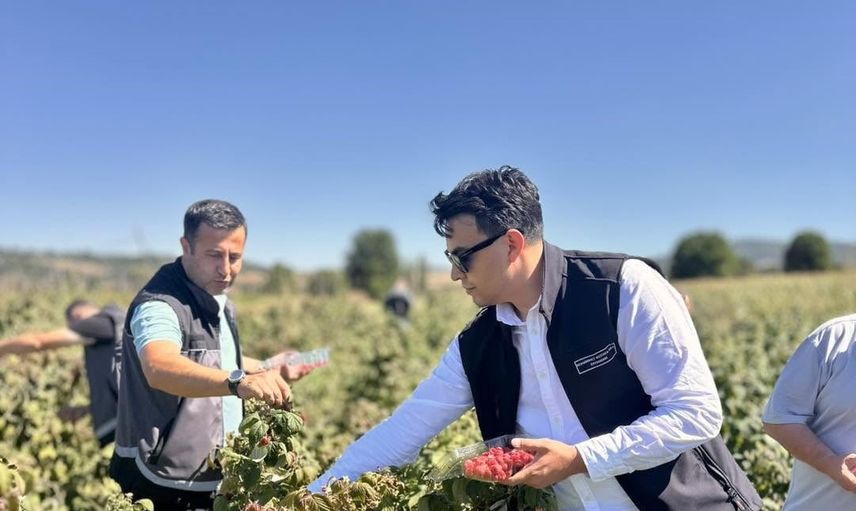 Pazaryeri'nde ahududu üretimi büyüyor: 30 dekarda ilk hasat yapıldı