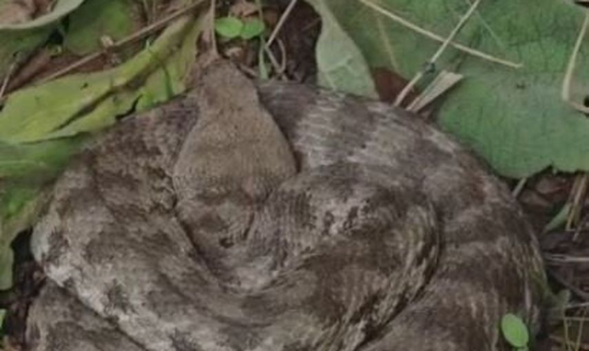 Palu'da kıvrılmış engerek görüntüsü köylüleri uyardı