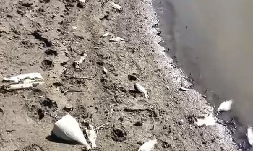 Bursa'nın içme suyuna giden Kocasu'da balık ölümleri endişe uyandırdı