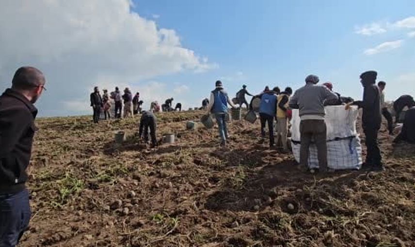Adilcevaz tarlalarında sabahın ilk ışıklarıyla başlayan ekmek mücadelesi