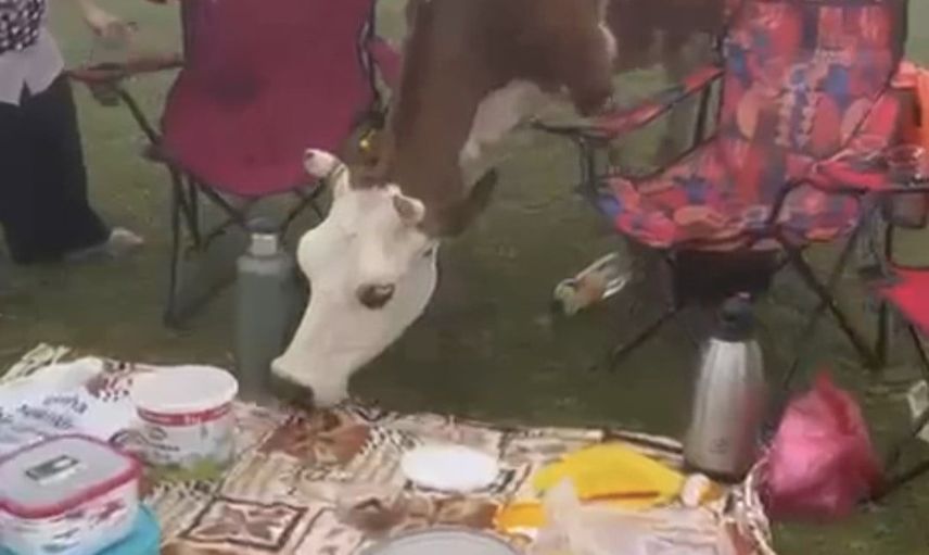 Badara Yaylası'nda piknik sofrasını savunan aile ile ineklerin eğlenceli mücadelesi