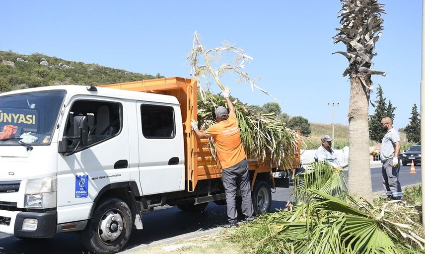 çevreyolundaki palmiyelerde bakım ve güvenlik odaklı budama çalışması