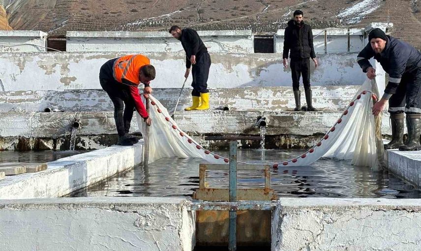 erzincan'dan 18 ülkeye uzanan somon üretim ağı