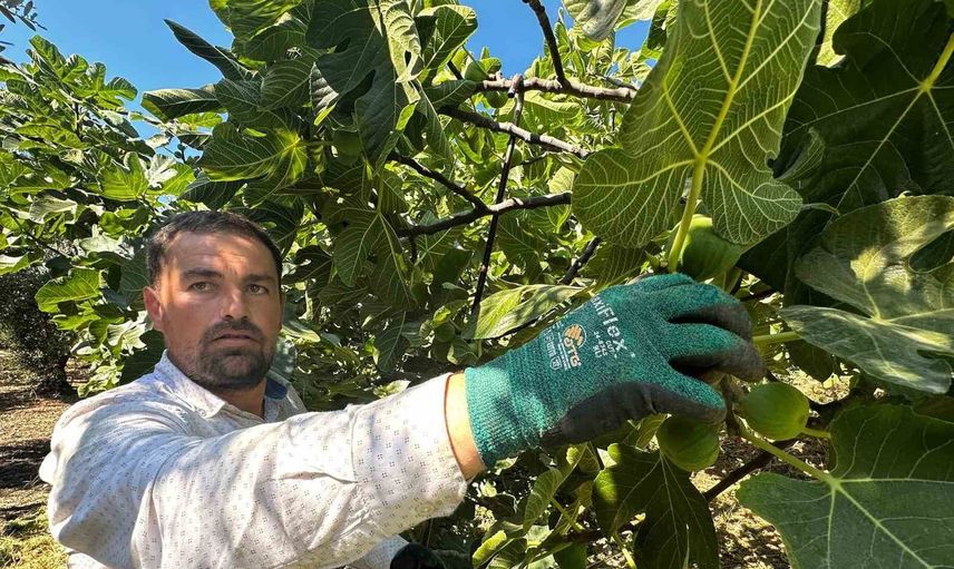 Bursa siyahı incirinde hasat başladı, üreticiler fiyat düşüşünden kaygılı