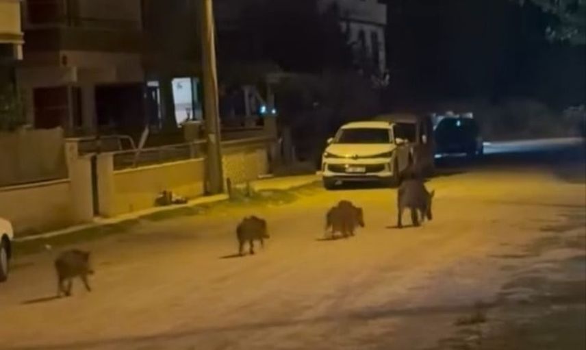 karacabey sokaklarına inen domuz ailesi mahalleyi şaşırttı