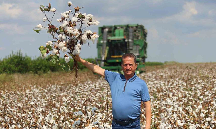 Adana'da turfanda pamuk hasadı başladı, çiftçiler destek artışı istiyor