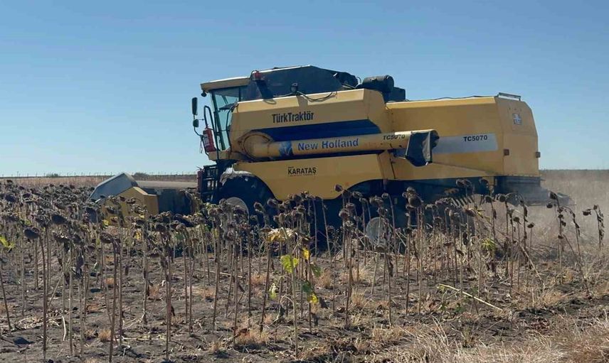 Tekirdağ'da ayçiçeği için iklim testine 11 çeşitle yanıt