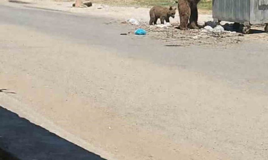 Küçükaltıağaç yakınlarında bozayı iddiası, köy halkı uyarıldı