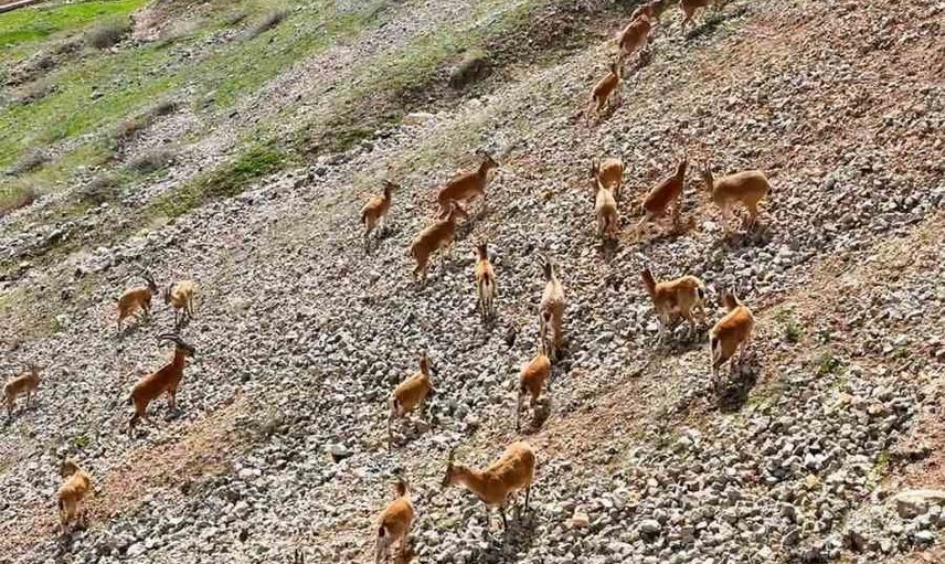 Tarihi kalenin gölgesinde: Palu'da koruma altındaki dağ keçileri dronla görüntülendi