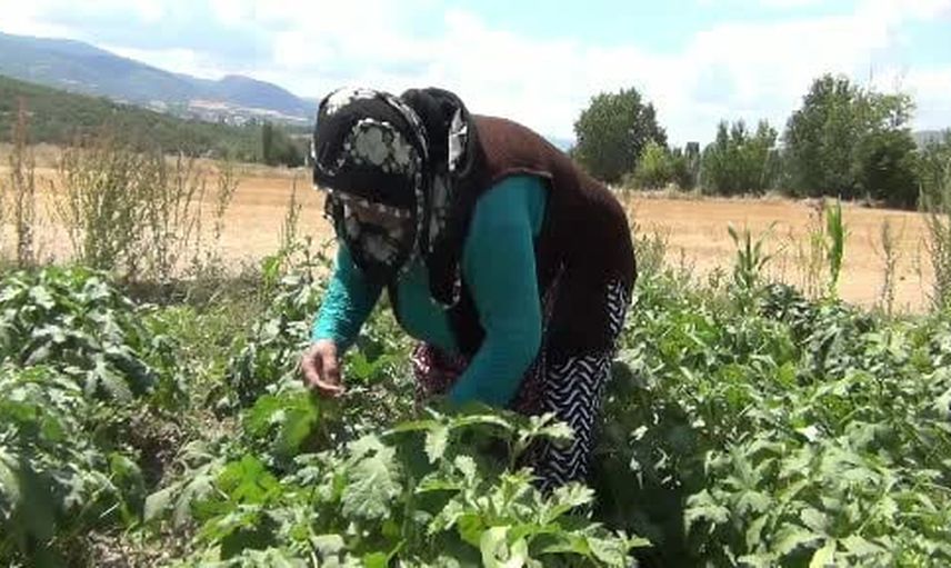 Tarladan tezgaha: Mecitözü'nde 12 köyün aracısız üretim geleneği