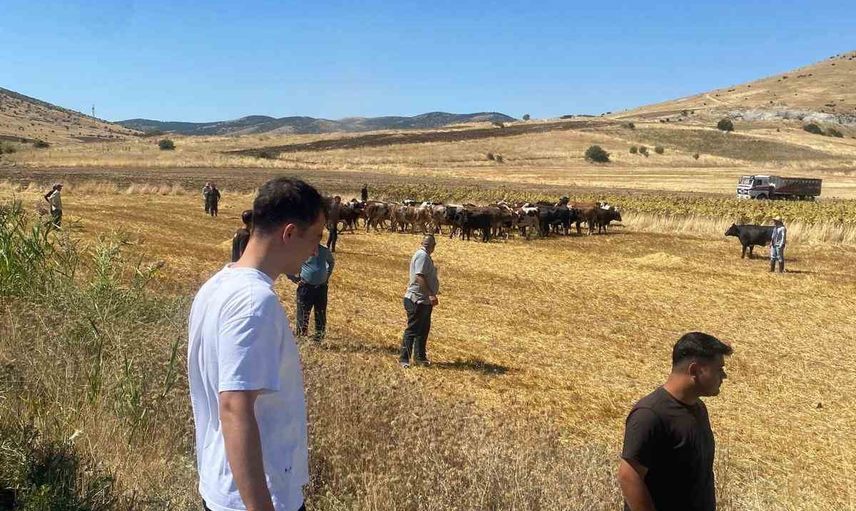 Boztepe'de hayvan nakliyatı yapan tır yan yattı; sürücü yara almadan kurtuldu
