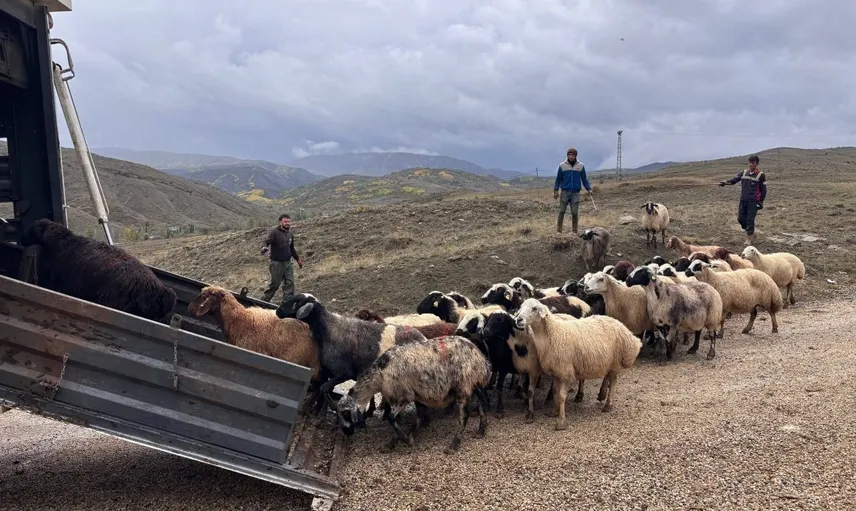 Yaylalardan köylere: Erzincanlı yetiştiricilerin dönüş coşkusu