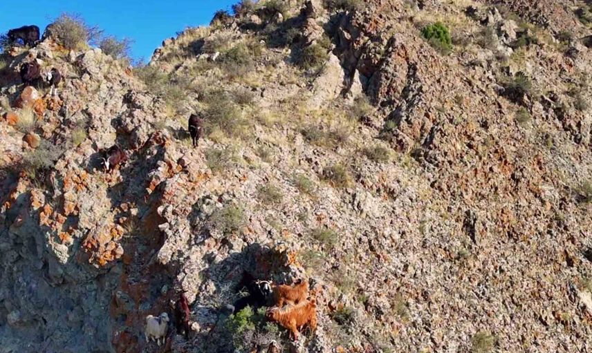Drone ile kayalıklardan keçileri indiren çobanın riskten uzak yöntemi