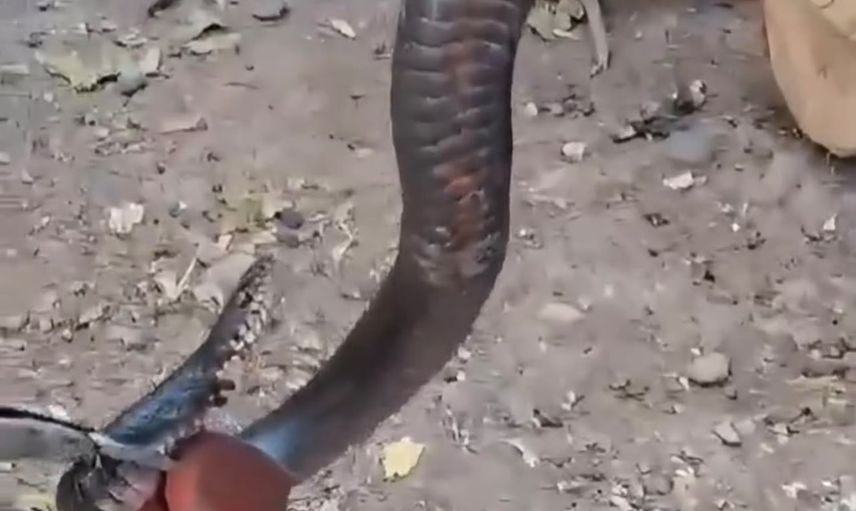 Odunlukta metrelerce yılan: aile panikledi, itfaiye müdahale etti