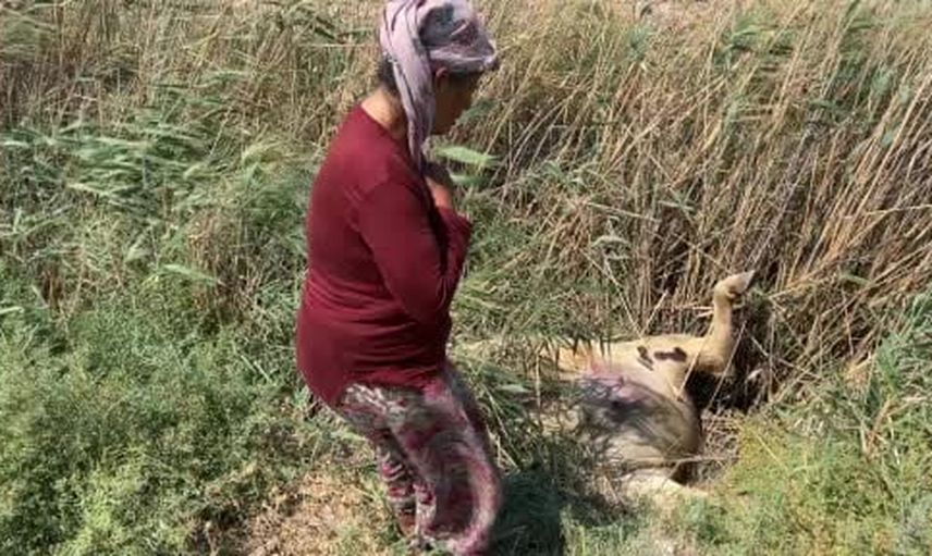 Sütüyle geçinen kadının hayvanları ard arda telef oldu