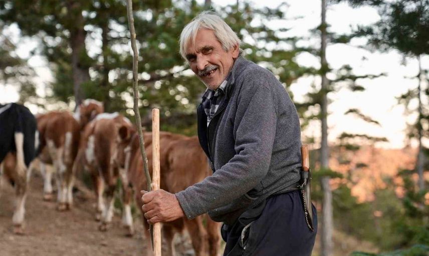 Vargit çiçekleriyle veda: Düzce yaylalarında dönüş başladı