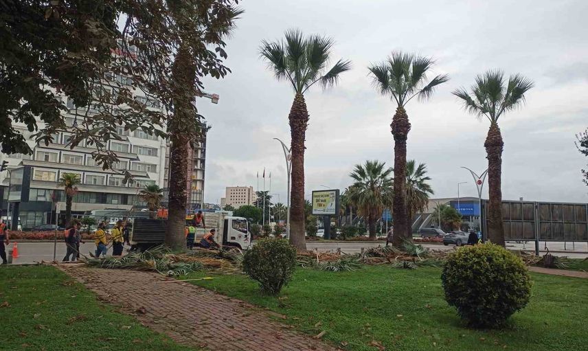 Cumhuriyet Meydanı'nda palmiye ağaçlarına sonbahar-kış bakımı