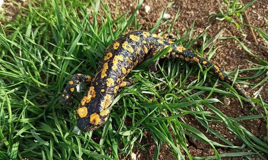 Kemah'da çeşme başında görülen benekli semender doğal zenginliği hatırlattı
