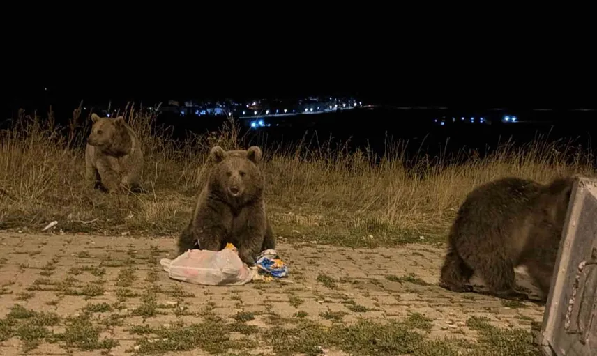 Kars'ta ayılarla gündelik yaşam: Sarıkamış'ta sokaklar kış öncesi hareketlendi