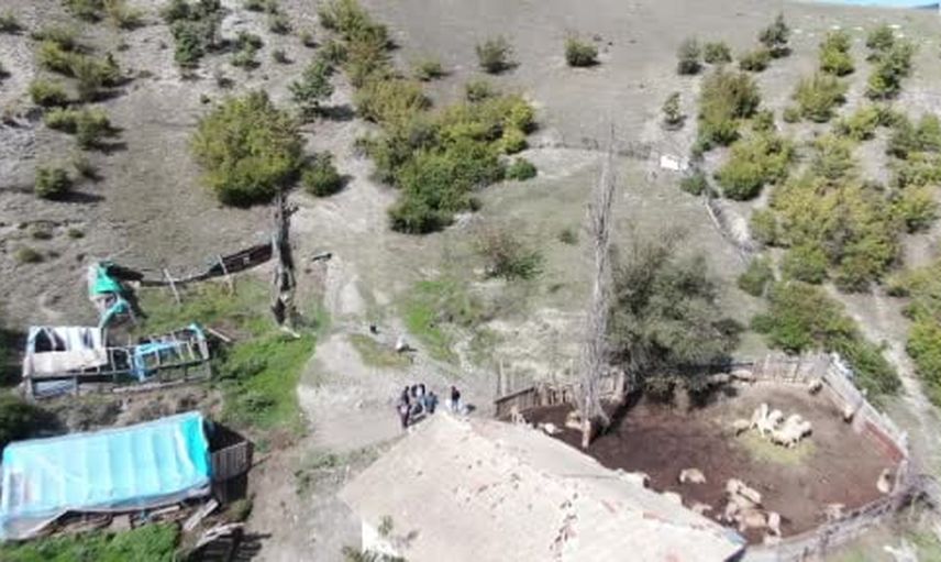 Kastamonu'da üç kurdun ağıla girmesi sürüde ağır kayba yol açtı