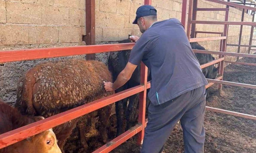 Hatay'da sahada seferberlik: büyükbaşlarda şap aşılaması hız kazandı