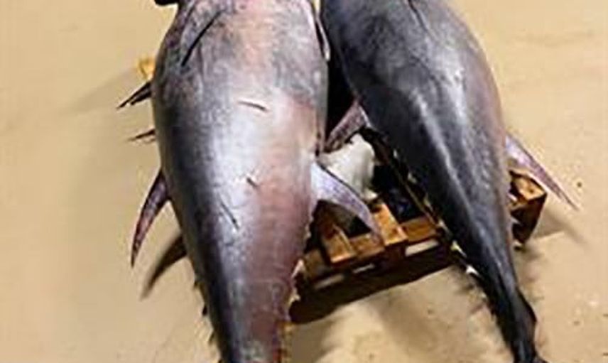 Gürpınar su ürünleri halinde zaman ve tür yasağı ihlali sonucu 700 kilo orkinosa el konuldu