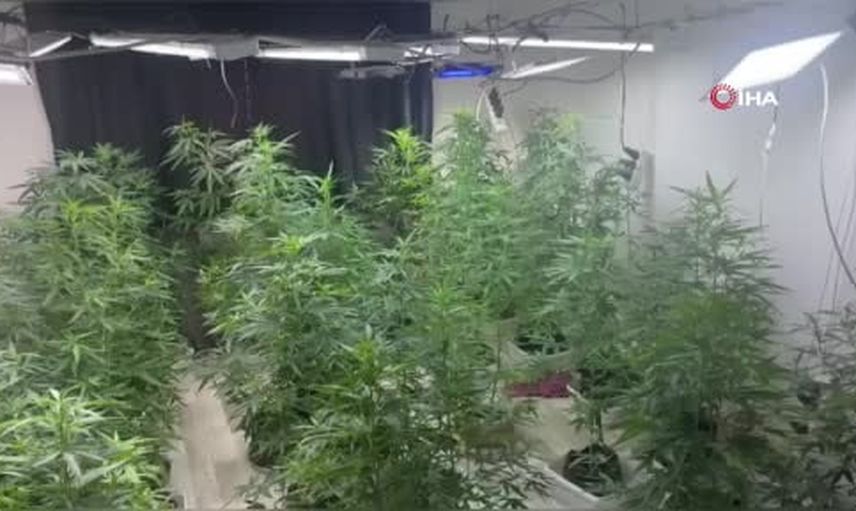 Daireyi kenevir serasına dönüştüren kadın tutuklandı
