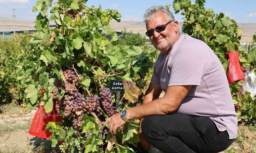 Babadan başlayıp dünyaya uzanan 650 çeşitlik üzüm koleksiyonu
