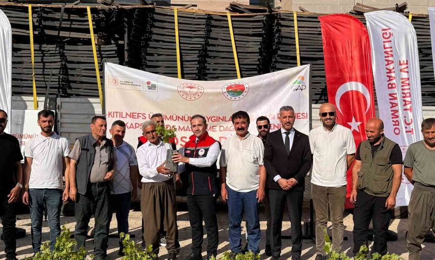 Kıtılnefs üretiminde yeni hamle: Uludere üreticilerine ekipman ve fidan desteği
