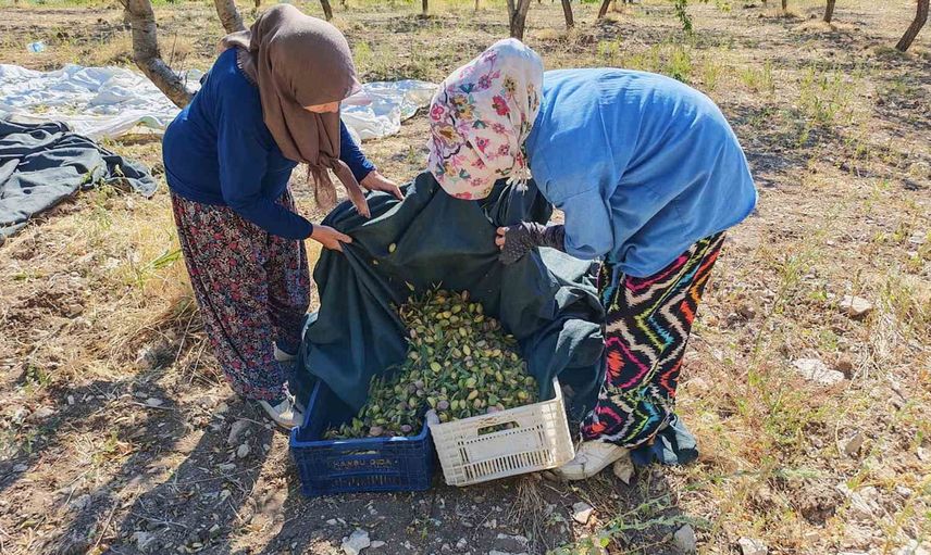 Demirci'de badem üretimi yükseliyor, hedef 800 ton