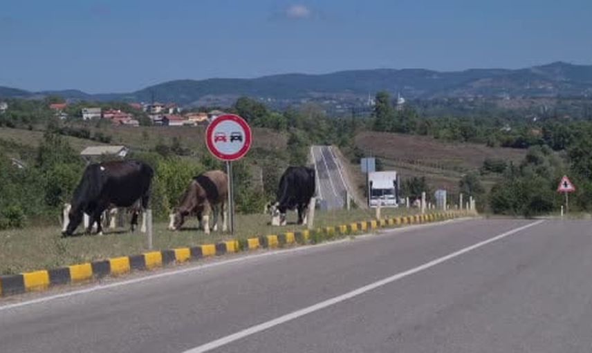 Çaycuma-Perşembe karayolunda başıboş hayvanlar sürücüleri tehlikeye atıyor