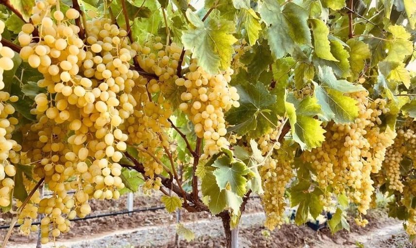 Bağlarda son ilaçlama dönemi: hasat öncesi dikkat çağrısı