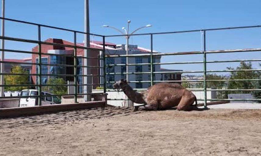Türkiye’de bir ilk: devenin retina hasarına kendi kanından kök hücre tedavisi başlatıldı