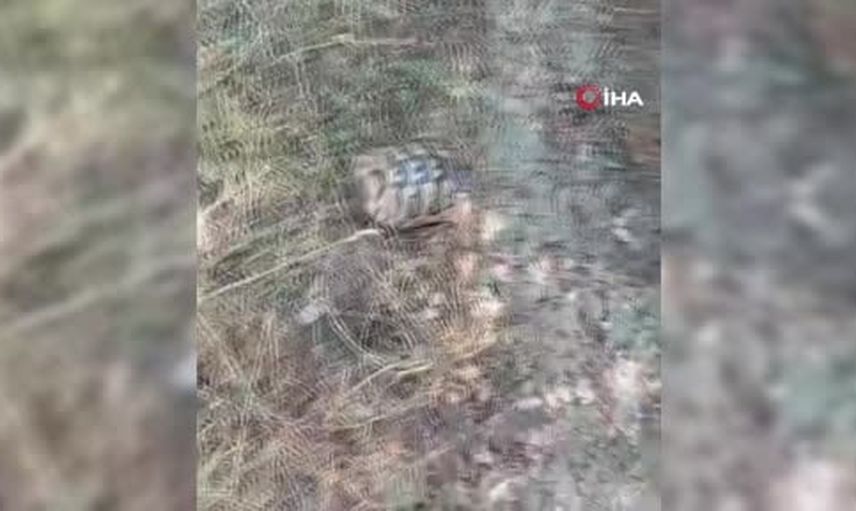 Mudurnu'da bahçe yangını ormana sıçradı; muhabir kaplumbağayı kurtardı