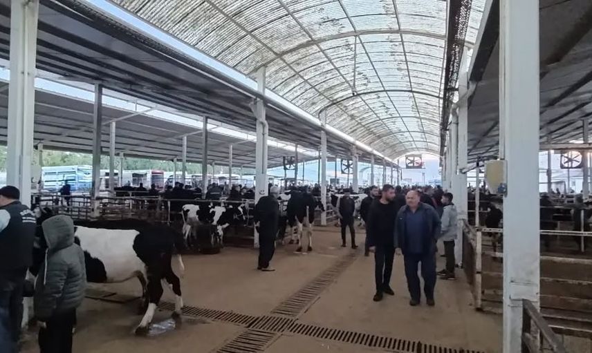 Nazilli hayvan pazarında belgessiz hayvanlara sıfır tolerans
