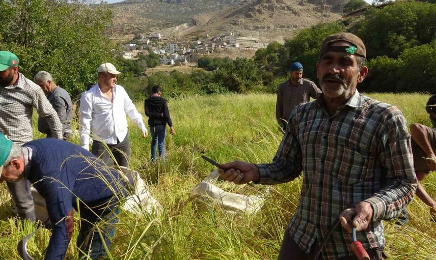 Gönüllü köyünde imeceyle süren coğrafi işaretli pirinç hasadı