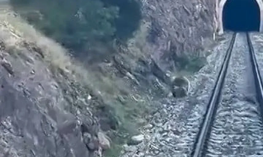 Divriği'de rayların üzerinde bekleyen üç ayı tren seferine kısa mola verdi
