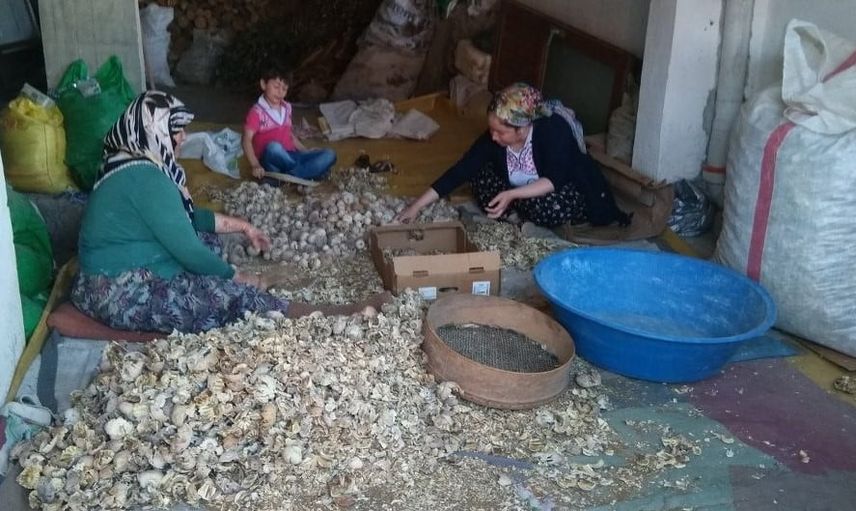 haşhaşta 2026 alım dönemi: fiyatlar, koşullar ve teslimat kuralları açıklandı