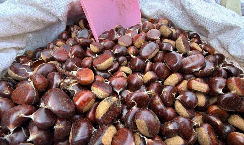 Kestane Bolu pazarlarında yeniden talep görüyor